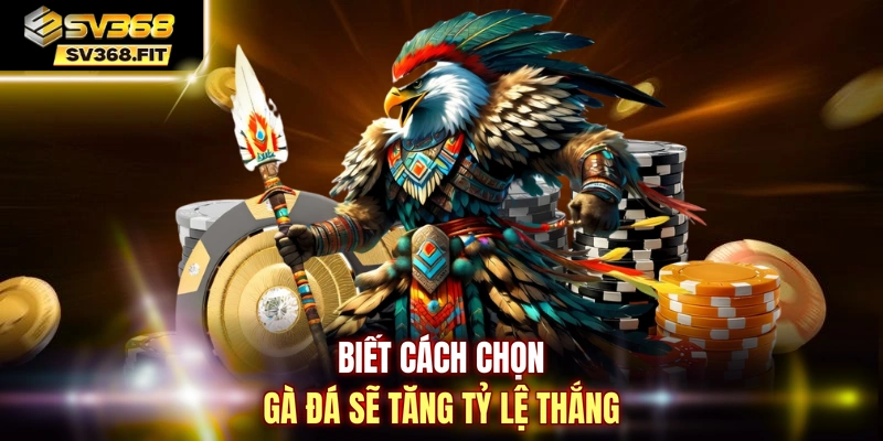 Biết cách chọn gà đá sẽ tăng tỷ lệ thắng