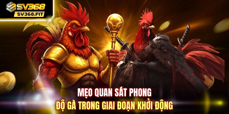 Mẹo quan sát phong độ gà trong giai đoạn khởi động