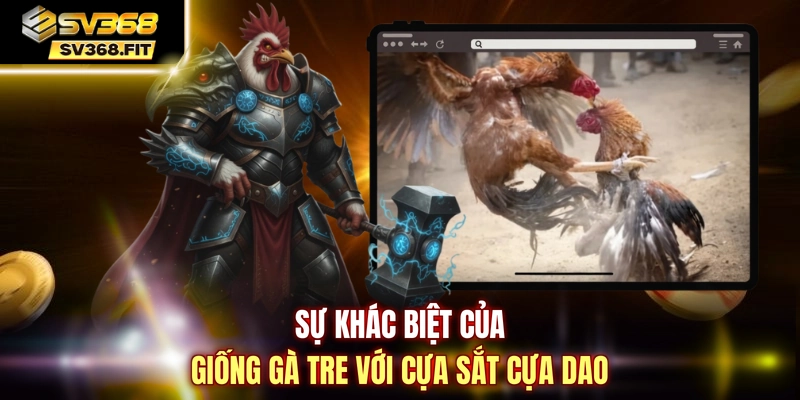 Sự khác biệt của giống gà tre với cựa sắt cựa dao